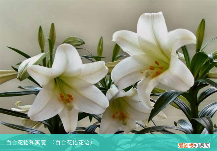百合花语花语 百合花语和寓意
