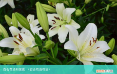百合花语花语 百合花语和寓意