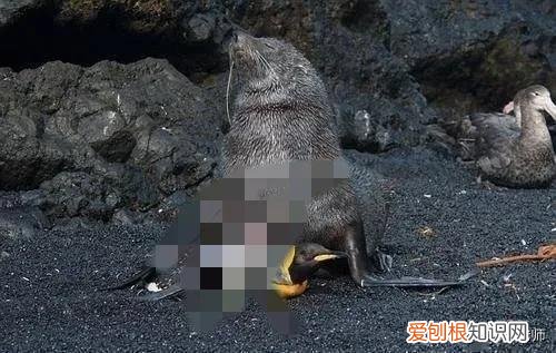 海狗和海豹图片 海狗和海象的区别图片