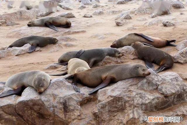 海狗和海豹图片 海狗和海象的区别图片