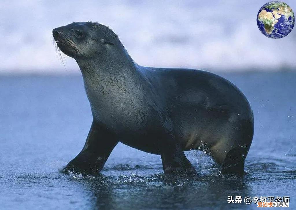 海狗和海豹图片 海狗和海象的区别图片
