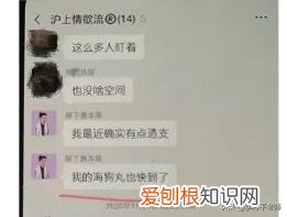 海狗和海豹图片 海狗和海象的区别图片