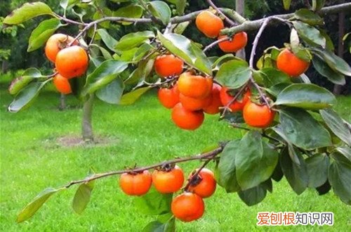 柿子树不让长高有什么办法 柿子树长得太高了怎么办？要怎么矮化呢？