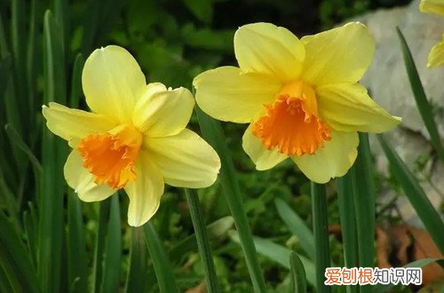 地栽洋水仙花谢了怎么处理 洋水仙花谢后要处理吗？怎么处理？