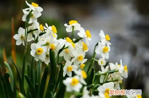 地栽洋水仙花谢了怎么处理 洋水仙花谢后要处理吗？怎么处理？