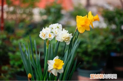 地栽洋水仙花谢了怎么处理 洋水仙花谢后要处理吗？怎么处理？