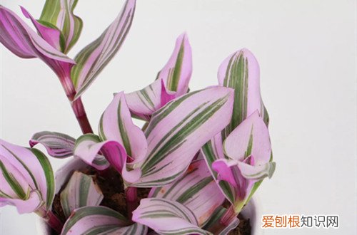 油画吊兰从根部枯萎,怎么挽救 油画吊兰烂根是什么原因?怎么救?