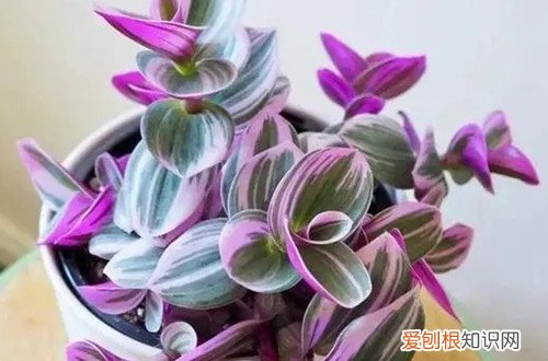 油画吊兰从根部枯萎,怎么挽救 油画吊兰烂根是什么原因?怎么救?
