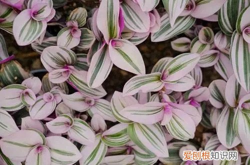 油画吊兰从根部枯萎,怎么挽救 油画吊兰烂根是什么原因?怎么救?