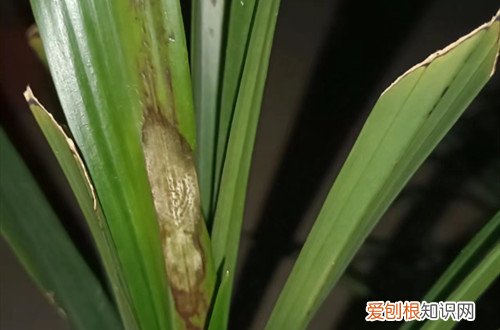兰花叶子出现黑斑怎么治 兰花叶子有黑斑，是得什么病了？怎么治呢？
