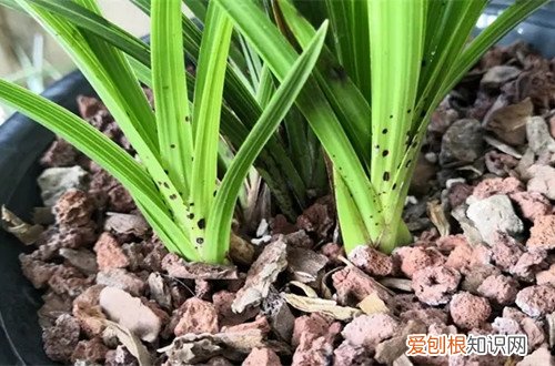 兰花叶子出现黑斑怎么治 兰花叶子有黑斑，是得什么病了？怎么治呢？