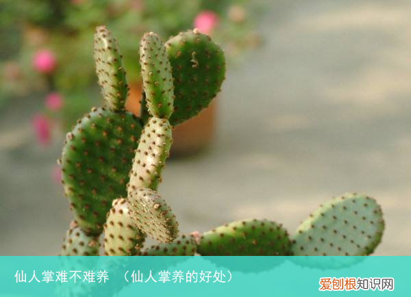 仙人掌养的好处 仙人掌难不难养