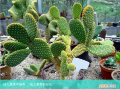 仙人掌养的好处 仙人掌难不难养