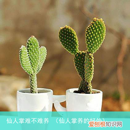 仙人掌养的好处 仙人掌难不难养