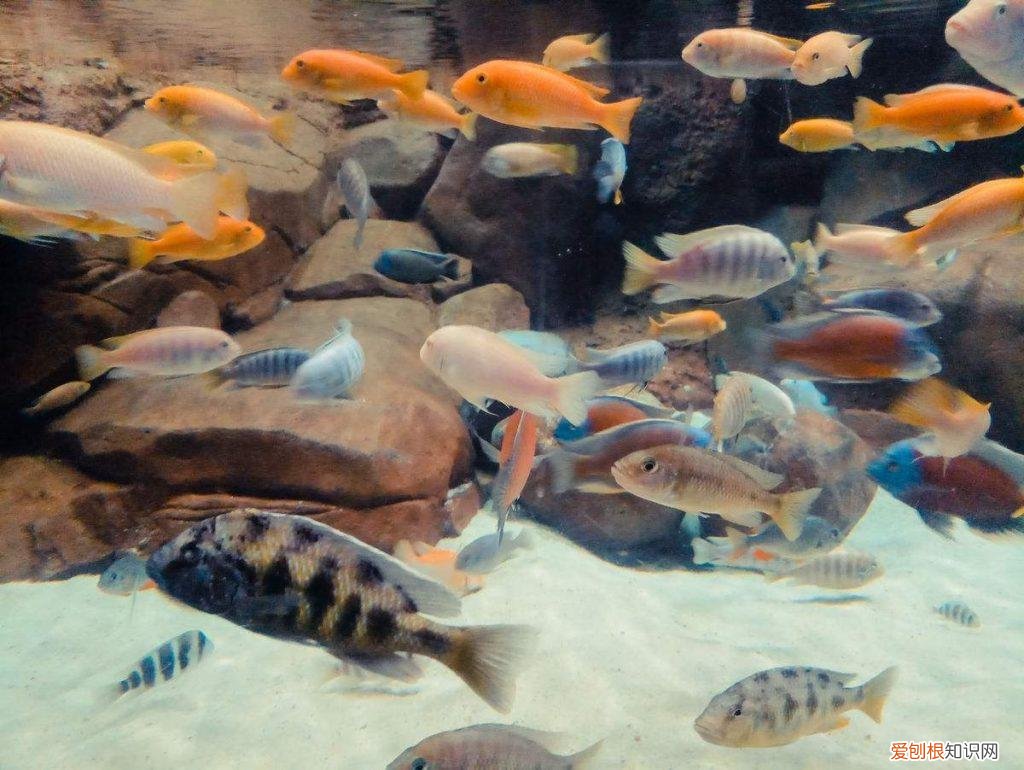 草金鱼能撑死吗有毒吗 草金鱼能撑死吗视频