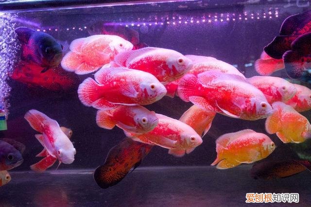 草金鱼能撑死吗有毒吗 草金鱼能撑死吗视频
