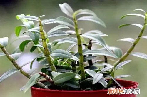 石斛怎样修剪石斛花怎样修剪 石斛花后要怎么修剪？修剪后要怎么养护？