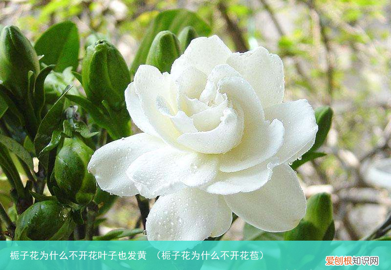 栀子花为什么不开花苞 栀子花为什么不开花叶子也发黄