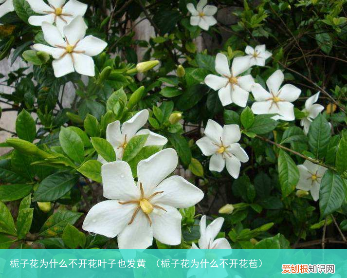 栀子花为什么不开花苞 栀子花为什么不开花叶子也发黄