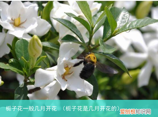 栀子花是几月开花的 栀子花一般几月开花