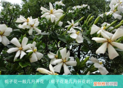 栀子花是几月开花的 栀子花一般几月开花