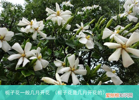 栀子花是几月开花的 栀子花一般几月开花