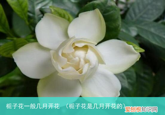 栀子花是几月开花的 栀子花一般几月开花
