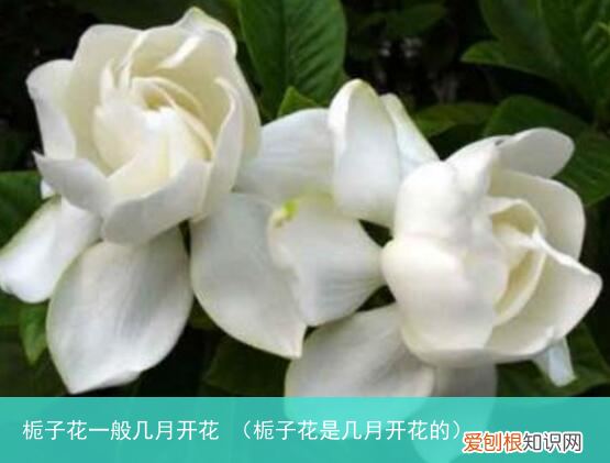 栀子花是几月开花的 栀子花一般几月开花