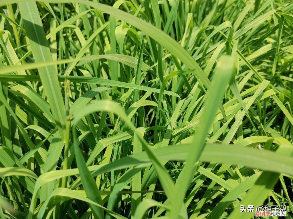 最适合养兔的牧草 养兔最好的牧草是什么草