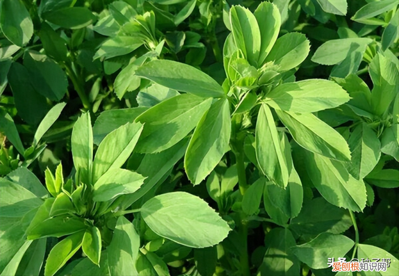 最适合养兔的牧草 养兔最好的牧草是什么草