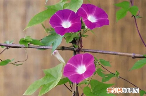 牵牛花冬天在室内种可行吗 牵牛花冬天还能生长吗？要怎么养护呢？