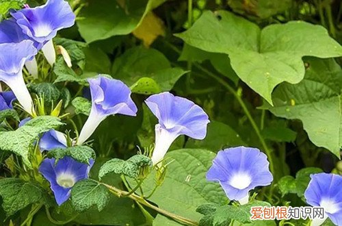 牵牛花冬天在室内种可行吗 牵牛花冬天还能生长吗？要怎么养护呢？