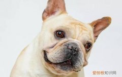 法斗臭死了总放屁 法斗放屁多且臭的原因是什么