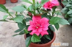 扶桑花冬天能在室外吗 扶桑花冬天要怎么养护？养护到位冬天也能见到花！