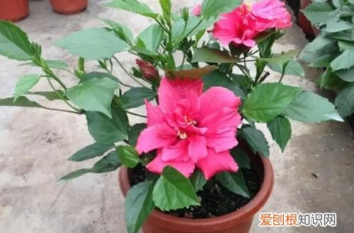 扶桑花冬天能在室外吗 扶桑花冬天要怎么养护？养护到位冬天也能见到花！