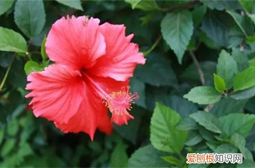 扶桑花冬天能在室外吗 扶桑花冬天要怎么养护？养护到位冬天也能见到花！