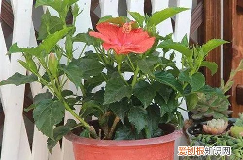 扶桑花冬天能在室外吗 扶桑花冬天要怎么养护？养护到位冬天也能见到花！