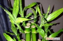 冬天怎么养富贵竹才茂盛 富贵竹冬天如何养护？做好这些，就能长得枝叶繁茂，郁郁葱葱！