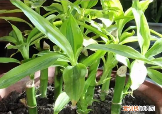 冬天怎么养富贵竹才茂盛 富贵竹冬天如何养护？做好这些，就能长得枝叶繁茂，郁郁葱葱！
