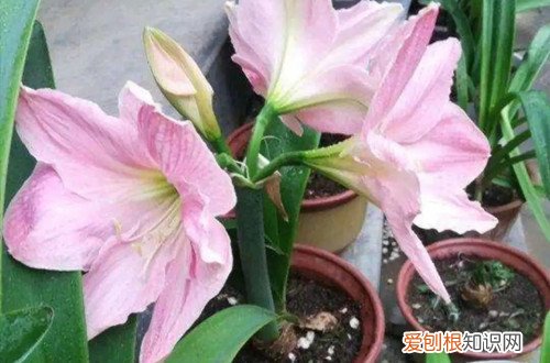 冬天种朱顶红要浇水吗 朱顶红冬天要怎么养护？北方要起球吗？