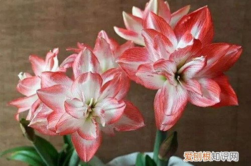 冬天种朱顶红要浇水吗 朱顶红冬天要怎么养护？北方要起球吗？
