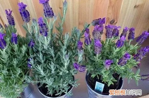 薰衣草变黄了 薰衣草叶子发黄是什么原因？怎么解决？
