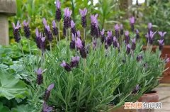薰衣草变黄了 薰衣草叶子发黄是什么原因？怎么解决？