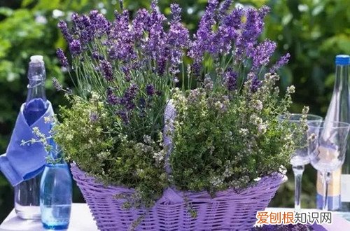 薰衣草变黄了 薰衣草叶子发黄是什么原因？怎么解决？