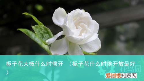 栀子花什么时侯开放最好 栀子花大概什么时候开