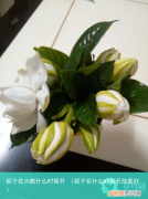 栀子花什么时侯开放最好 栀子花大概什么时候开