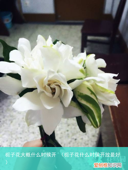 栀子花什么时侯开放最好 栀子花大概什么时候开
