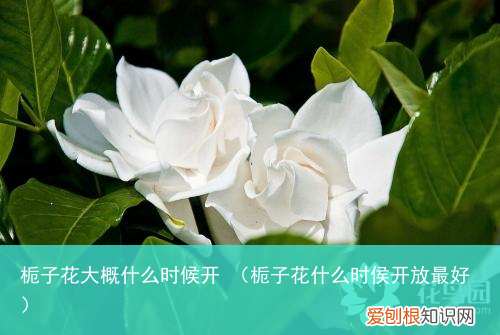 栀子花什么时侯开放最好 栀子花大概什么时候开