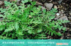 荠菜的种植时间与田间管理 荠菜的种植时间和管理
