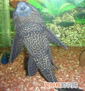 鱼缸的清洁工鱼会饿死吗? 鱼缸内清洁工算鱼的条数吗